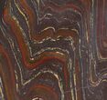 Tiger Iron Stromatolite Shower Tile - Billion Years Old #48796-1